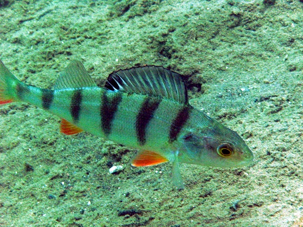 Loebejuen (Teich 1) 2011-05-29-11